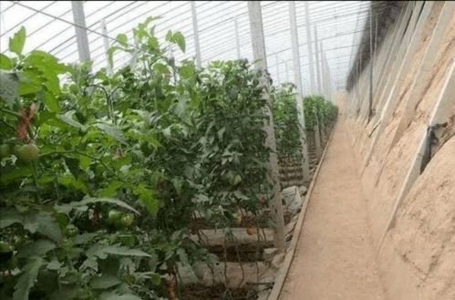 全省首批 寶雞僅三家 金河鎮獲評陜西省公共文化服務高質量發展示范鎮