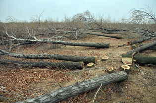 林業局 2015年全國查處林業行政案件19萬起 圖