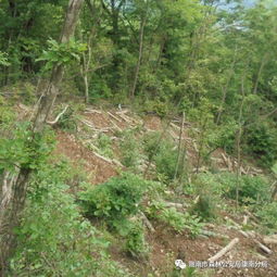 陽壩鎮田壩里村一村民因濫伐林木162株被康南分局查獲