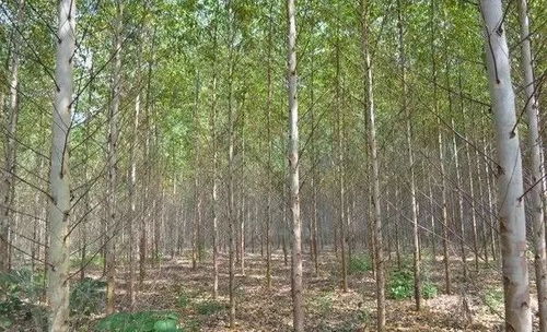 博白二十八個鄉鎮特產,樣樣有名堂