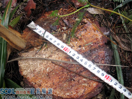 宜賓:翠屏區&ldquo;冬季戰役&rdquo;重拳出擊 查處一起濫伐林木案(組圖)-滾動