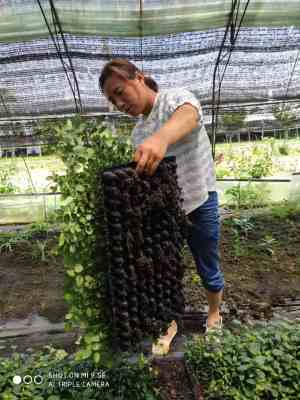 新聞 貴州藍莓苗的培育方法批發