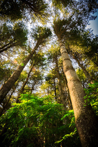 樹木樹干在針葉樹, 冷杉, 松樹和大山毛櫸森林里