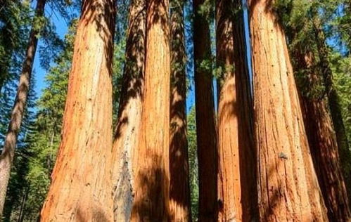 世界現存最大的樹,重量為2800多噸,林木學家 在商朝時期就有了