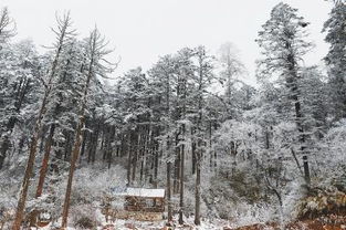 四川推動林木采伐制度改革 審批時間將大大縮短