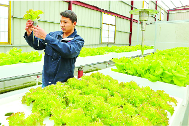 蔬菜種植工業(yè)化