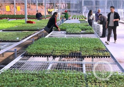 渝北興隆鎮(zhèn)建成國(guó)內(nèi)領(lǐng)先的智慧種苗工廠