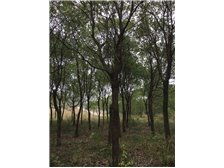 第5頁 產(chǎn)品展示 九江市林木種苗中心