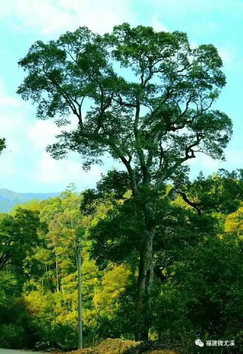 三明這個村,因瀑布而得名 太美了