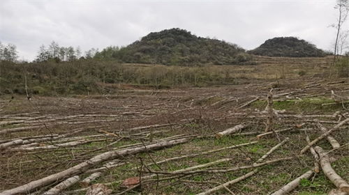 湖南永順公安破獲一起特大濫伐林木團伙案 抓獲5人