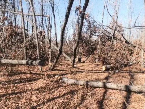 盜伐 濫伐林木 真人版 光頭強 鋃鐺入獄