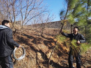 保衛處義務扶正后山林木