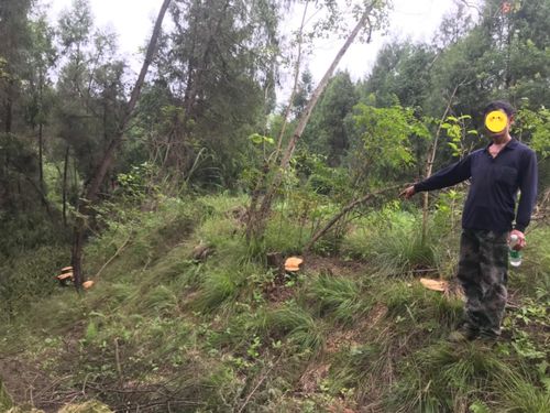 西充,查獲一起濫伐林木案 共計發現林木伐樁300余個