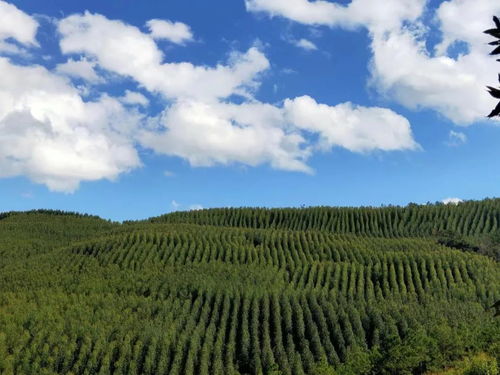 景谷 深化林木采伐 放管服 服務 要聞