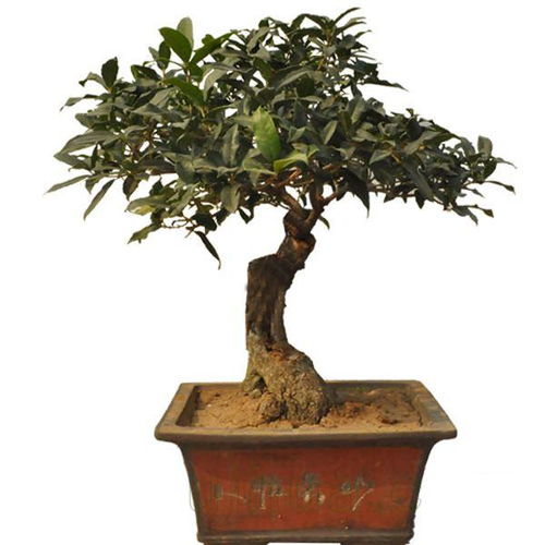 山東盆景名家精品邀請展引游客關(guān)注