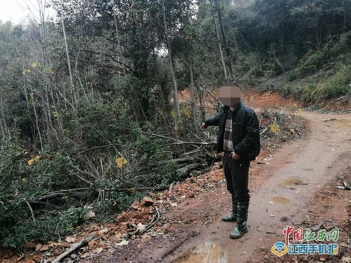 泰和 一村民擅自在山場修路毀壞林木被判刑 圖
