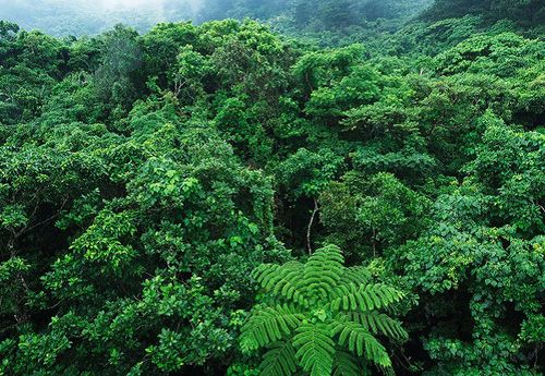 泓森槐林木生物質(zhì)能源林發(fā)展?jié)摿Ψ治? />
</span>
<span id=