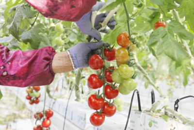 第三批國(guó)家現(xiàn)代化農(nóng)業(yè)產(chǎn)業(yè)園:上海市金山區(qū)現(xiàn)代農(nóng)業(yè)產(chǎn)業(yè)園