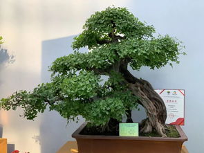 2019中國(guó) 東盟博覽會(huì)林木展盛大開(kāi)幕 3天免票 火爆全城