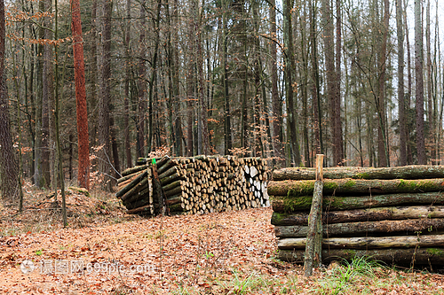 林木秋天森的材伐新剪的樹堆積起來(lái)秋天的風(fēng)景