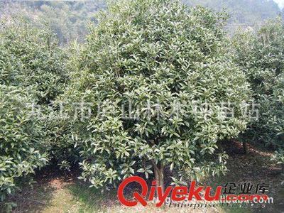 供應桂花樹 綠化苗木 園林植物 喬木 綠化樹苗圖片|供應桂花樹 綠化苗木 園林植物 喬木 綠化樹苗產品圖片由九江市廬山林木種苗站公司生產提供-