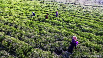 驛城區胡廟鄉 盛景林木種植 玫瑰花開別樣紅