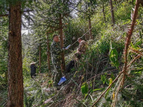 七坡與高樓山林場2.5萬畝合作林地林木外業評估調查圓滿完成