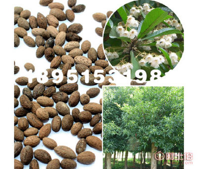 【大葉杜英林木種子花木樹種工程綠化苗木種子庭院種植基地直銷】沭陽縣瑞智花卉苗木園藝場 - 產品庫