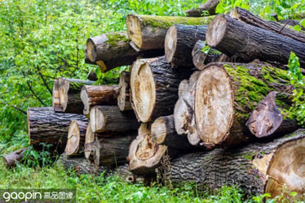 Wood Industry or Lumber Industry sector, production of forest products . Elm and Ash trees. Logging timber wood industry, log trunks pile. Banner background wooden trunks.
