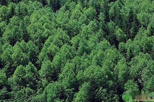 新森林法將于7月實施,具體有哪些新規(guī)定