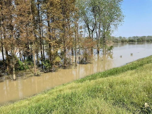 省漢江局順利完成林木采伐調查設計，保障漢江下游一期年度工程實施