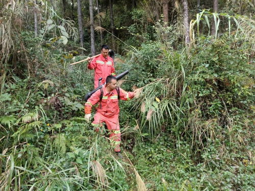 深讀丨直擊我市森林防護一線 守護粵北大地“綠肺”的護林人與蔬菜的培育
