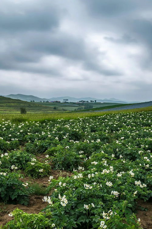 助力你的囤菜大業 中國蔬菜大省究竟有多猛？