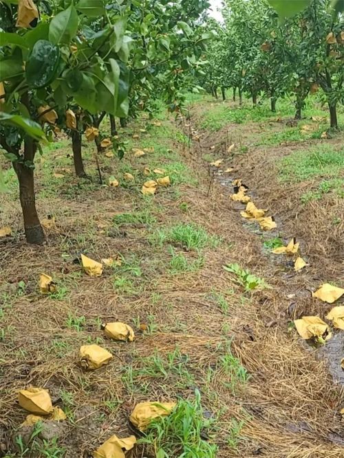 臺風‘煙花’過后，如何加快林木恢復？花卉專家給出指導意見