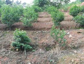 盆景中林木種質(zhì)資源的發(fā)掘、創(chuàng)制與利用策略