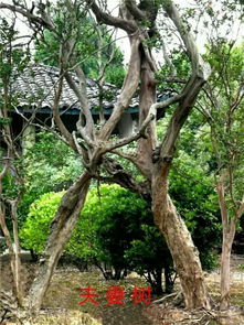 林木環(huán)繞撐天山 南部縣西河鄉(xiāng)村旅游專(zhuān)業(yè)合作社的綠色旅游發(fā)展之路