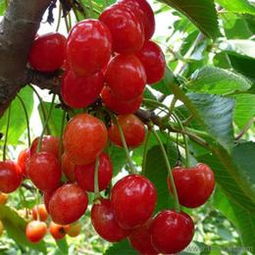 匠心傳承，綠意盎然 探訪(fǎng)山東泰安開(kāi)發(fā)區(qū)森林木苗木中心盆景藝術(shù)